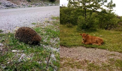 Μόρνος