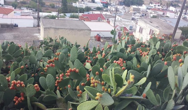 Ξηρόκαμπος