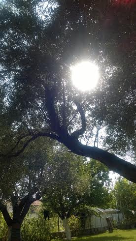 Καστροσυκιά