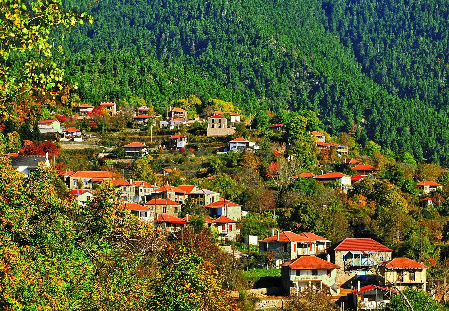 Αποτέλεσμα εικόνας για Ελατού