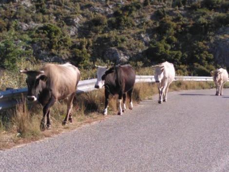 Τριταία