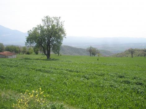 Δίπορο