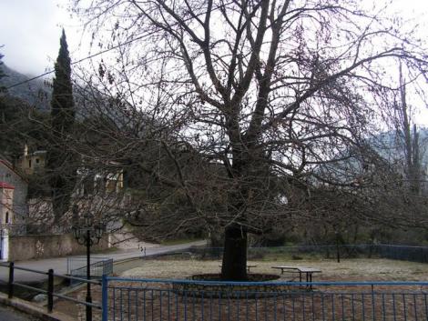 Κεφαλόβρυσο