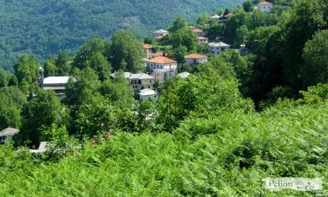 Κισσός