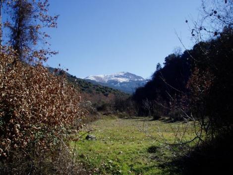 Περιστέρα