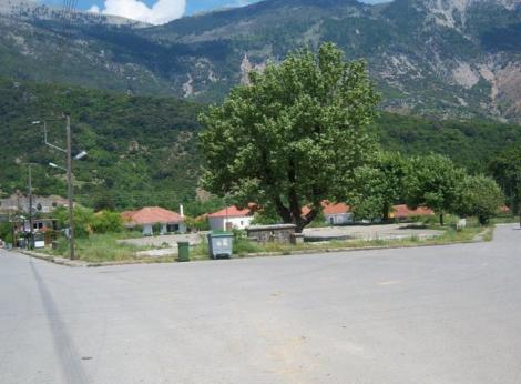 Θύαμος