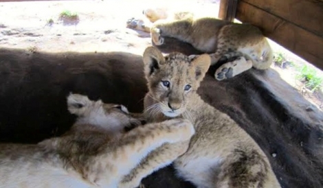 Lions Park