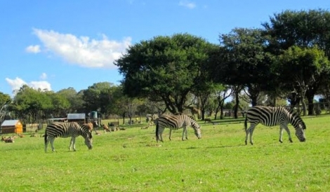 Lions Park