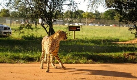 Lions Park