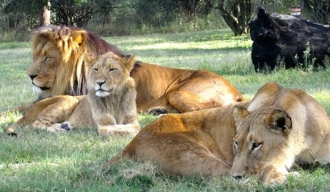 Lions Park