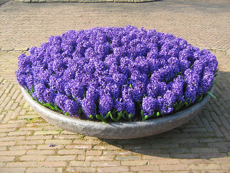 Keukenhof