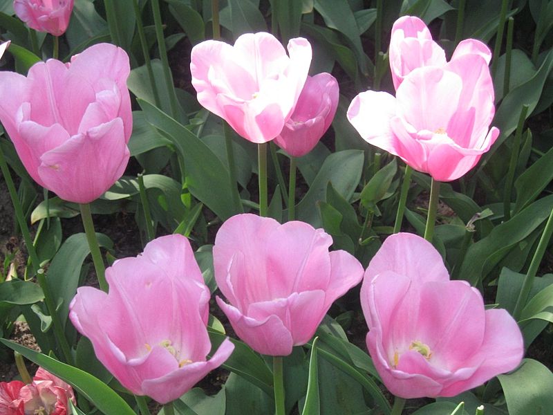 Keukenhof