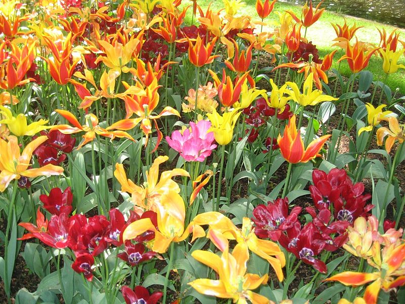 Keukenhof
