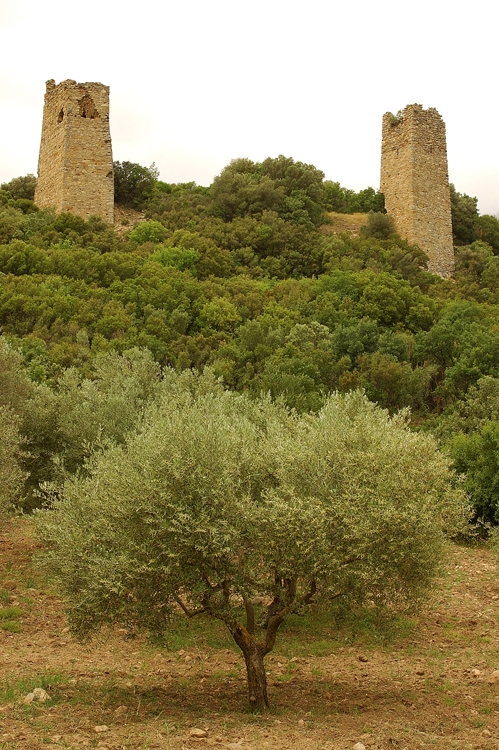Άβαντας